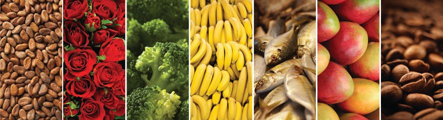 Exportacion productos ecuatorianos